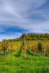 Obraz premium Arlesheim, Weinberg, Weinrebe, Weinbauer, Schloss Birseck, Burg, Weinstock, Herbstfarben, Wanderweg, Herbstlaub, Herbstsonne, Herbst, Baselland, Birstal, Schweiz