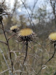 thistle in the wind