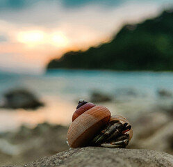 Snail
 on the beach