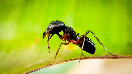 ant on leaf