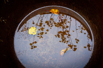 Obraz na płótnie Canvas autumn leaves in the rainwater at the bottom of a rusty iron pot