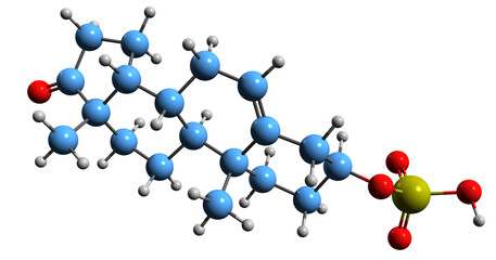 3D image of Prasterone sulfate skeletal formula - molecular chemical structure of dehydroepiandrosterone sulfate isolated on white background