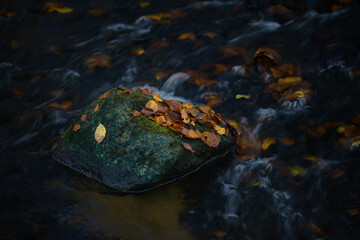 Kamień spoczywa w nurcie rzeki, strumienia obsypany jesiennymi liśćmi w kolorach żółtym, brązowym, czerwonym. Tonacja ciemna, low key. - obrazy, fototapety, plakaty