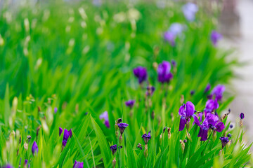Iris flowers with selective focus on a blurred background of a flower bed. Landscaping of the urban environment