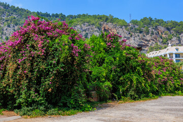 Flowering Turkish trees. Background with selective focus and copy space