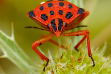 Closeup on the brilliant red colored Mediterranean striped shieldbug , Graphosoma semipunctatum