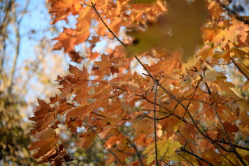 yellow orange pastel colors maple leaves in the forest yellow-red branches close-up on the background of the forest, natural woodland, blurred forest in background in cloudy weather sustainable eco