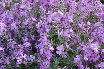 Flowering common night violet, Italy