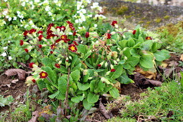 Partially open bunch of Primrose or Primula dark red with bright yellow center small flowers surrounded with large light green and dry brown leaves mixed with grass and other plants in local urban