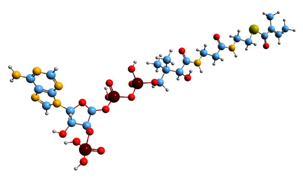  3D image of Tiglyl-CoA skeletal formula - molecular chemical structure of  intermediate isoleucine  metabolism isolated on white background