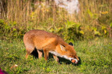 A wild fox eating an relaxing on a sunny day.