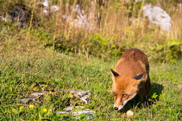 Naklejka na ściany i meble A wild fox eating an relaxing on a sunny day.