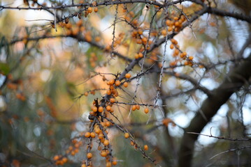 
ripe orange autumn fruits of sea buckthorn on a prickly branch with green long leaves, healthy, vitamin fruit, berry, ecological, natural, healthy food, cereal background with a blue sky