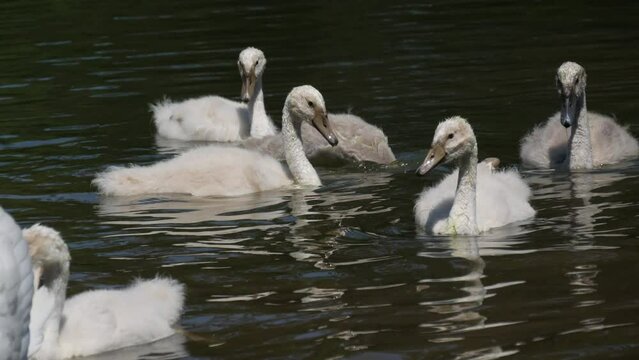 Swan family on the lake. Adult swans and their children swim on the lake in the park