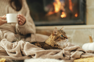 Cute cat lying on cozy blanket at fireplace close up, autumn hygge. Adorable tabby kitty relaxing...