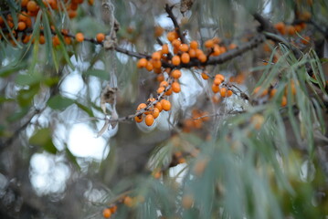 ripe orange autumn fruits of sea buckthorn on a prickly branch with green long leaves, healthy, vitamin fruit, berry, ecological, natural, healthy food, cereal background with a blue sky