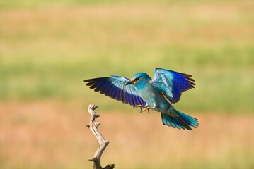 Scharrelaar, European Roller, Coracias garrulus