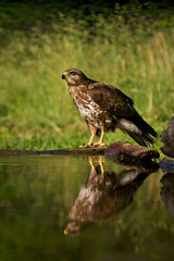Buizerd, Common Buzzard, Buteo buteo