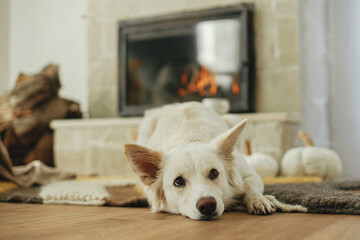 Cute dog lying on cozy rug at fireplace. Portrait of adorable white danish spitz dog relaxing on...
