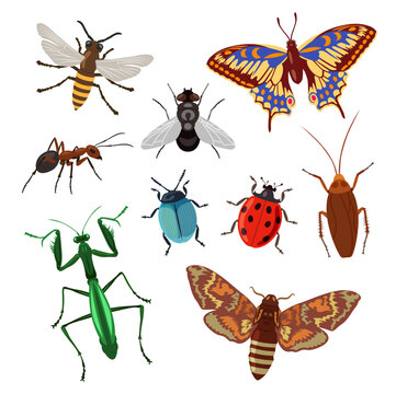 Realistic insects on white background cartoon illustration set. Lady bug, beetle, grub, cockroach, roach, ant, butterfly, bee and grasshopper. Agriculture, nature, field pest concept