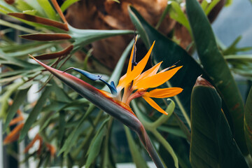 Bird of Paradise Plant in Full Seasonal Bloom. Beautiful Strelitzia reginae grows in rainforest or greenhouse