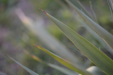 Yucca filamentosa green leaves blue yucca filamentous diagonally close-up, yucca filamentous, leaves of yucca filamentous, green background from leaves, gradient perennial evergreen plant	
