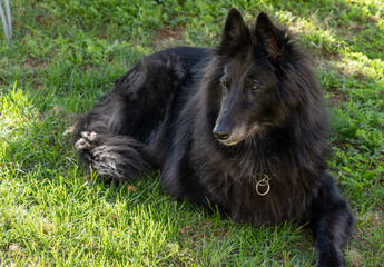 close-up of an old male Belgian shepherd (Groenendael) at rest on a green grass lawn