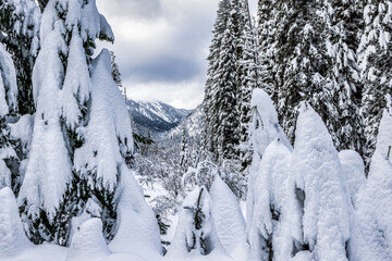 Deep Snow and Trees