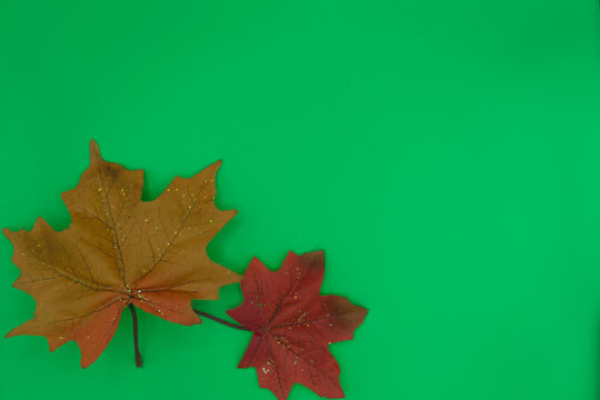 Two Leafs with Copy Space