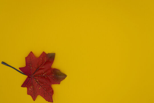 Red Leaf with Copy Space