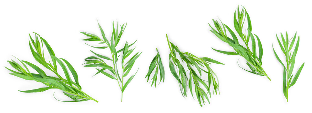 tarragon or estragon isolated on a white background. Artemisia dracunculus. Top view. Flat lay