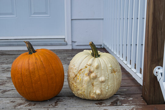 Two Pumpkins Side by Side