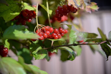 red viburnum, symbol of Ukraine, branches of viburnum, red fruits of mountain ash against the background of green leaves, closeup, abstract photography, banner, card, beautiful photos, high quality	
