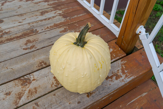 A Bumpy White Pumpkin's Best Side