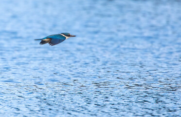 Sacred Kingfisher, Todiramphus sanctus