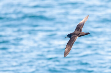 Flesh-footed Shearwater, Ardenna carneipes