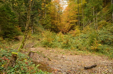 autumn forest. Hiking through the big colorful beautiful swiss forests. Landscape zurich oberland switzerland. High quality photo