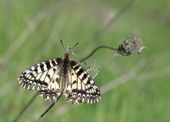 Southern Festoon, Zerynthia polyxena