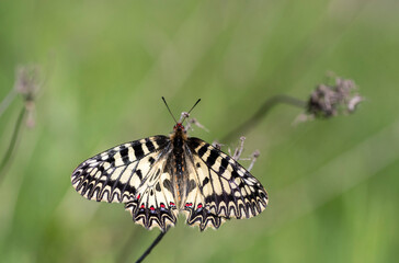 Southern Festoon, Zerynthia polyxena