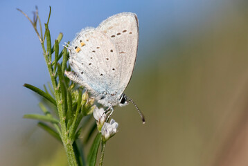 Short-tailed Blue, Cupido argiades