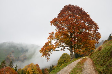big orange autumn tree next to a path. Autumn time in Switzerland. Landscape picture from the...