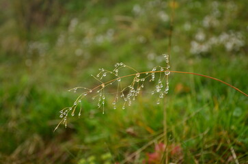 drops of water hang down in the grass. Wonderful little delights in nature. High quality photo