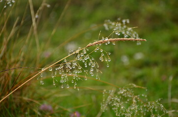 drops of water hang down in the grass. Wonderful little delights in nature. High quality photo
