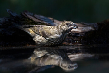 Common Crossbill, Loxia curvirostra