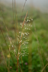 drops of water on a blade of grass. Damp pasture in the Swiss mountains.  artistic beautiful nature High quality photo. 