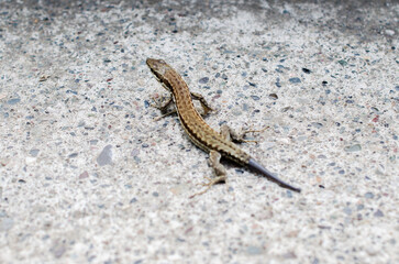 Lizard on the stone macro stock photo