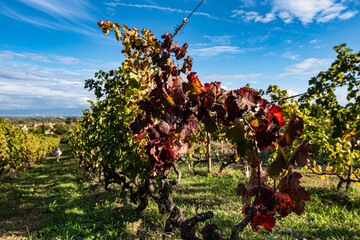 Red colored grapevine under beautiful blue sky during autumn season. France 2022