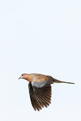 Palmtortel, Laughing Dove, Streptopelia senegalensis