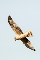 Steppekiekendief, Pallid Harrier, Circus macrourus