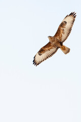 Steppebuizerd, Steppe Buzzard, Buteo buteo vulpinus